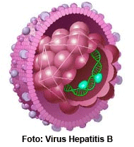 gTt: La noticia del día - Virus Hepatitis B